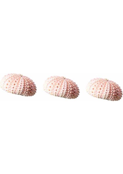 3pcs 贝壳和海胆壳（不包括植物） (Yurt Dışından)