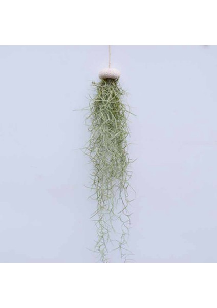 3pcs 贝壳和海胆壳（不包括植物） (Yurt Dışından)