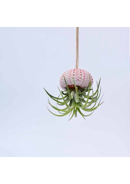3pcs 贝壳和海胆壳（不包括植物） (Yurt Dışından)