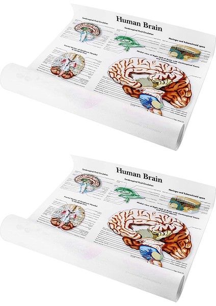 Beyin Anatomisi Poster, 2 Paket Lamine Insan Beyin Tablosu, Beyin (Yurt Dışından)
