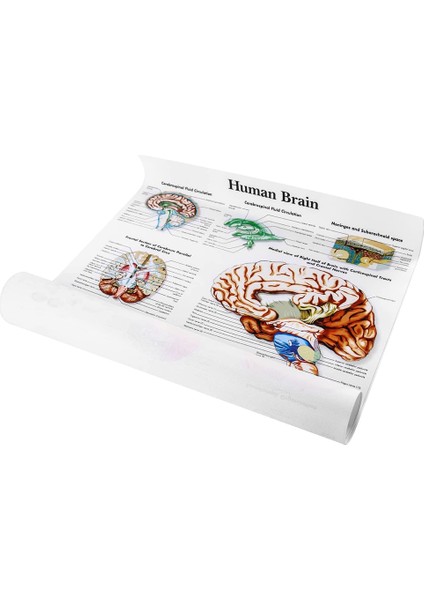 Beyin Anatomisi Poster, 2 Paket Lamine Insan Beyin Tablosu, Beyin (Yurt Dışından)