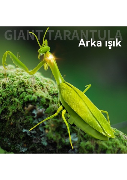 Simülasyon Uzaktan Kumanda Mantis Oyuncak Modeli (Yurt Dışından)