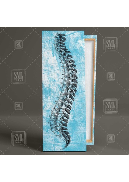 Insan Omurgası Iskelet Kemik Bel Kemiği Ortodonti Doktor Dikey Panaromik Kanvas Tablo fiyatları