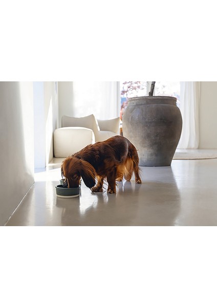 Köpek Mama Su Kabı, Seramik, Mat Yeşil, 13cm, 160ml