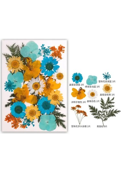 Dıy Reçine Kalıp Için Kurutulmuş Çiçek Dolgular Gerçek Doğal Preslenmiş Çiçek Yaprakları Scrapbooking Diy Sanat El Sanatları Tırnak Sanat Dekorcolor: Çok Renkli (Yurt Dışından)