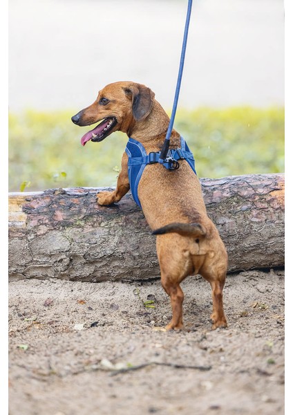 Köpek Göğüs Tasması, Neopren, Mavi, Xs, 30-35CM Nrmsa