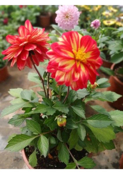 Dahlia Variabilis-Sarı-Kırmızı Ithal Dalya Çiçeği Hediyelik