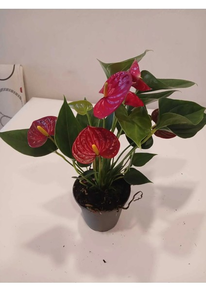 Canlı Kırmızı Mini Antoryum Flamingo Çiçeği