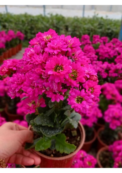 Saksıda Şeker Pembe Kalanchoe