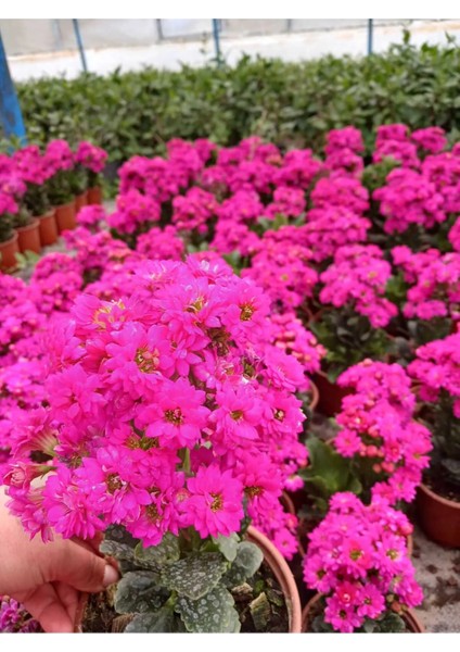 Saksıda Şeker Pembe Kalanchoe fiyatları