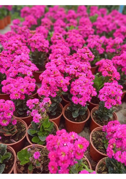 Saksıda Şeker Pembe Kalanchoe modelleri