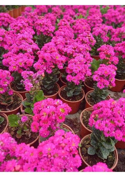 Saksıda Şeker Pembe Kalanchoe indirimleri