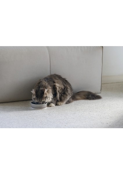 Dbl Kedi Mama Su Kabı, Seramik, Mat Gri, 12CM, 300ML Nrmsa