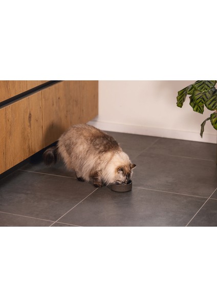 Dbl Kedi Mama Su Kabı, Bambu, Antrasit 12CM, 250ML Nrmsa