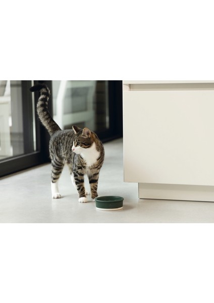 Dbl Kedi Mama Su Kabı, Seramik, Mat Yeşil, 12CM, 300ML Nrmsa