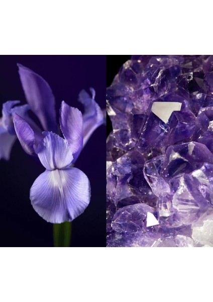 Royal Velvet Gece Kremi