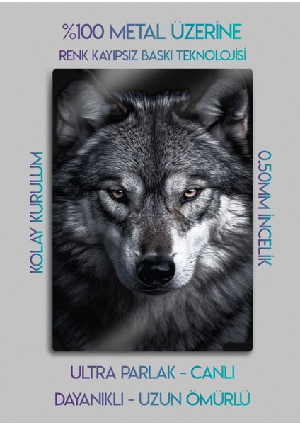 Alfa Kurt - Metal Baskı Duvar Tablosu fiyatları