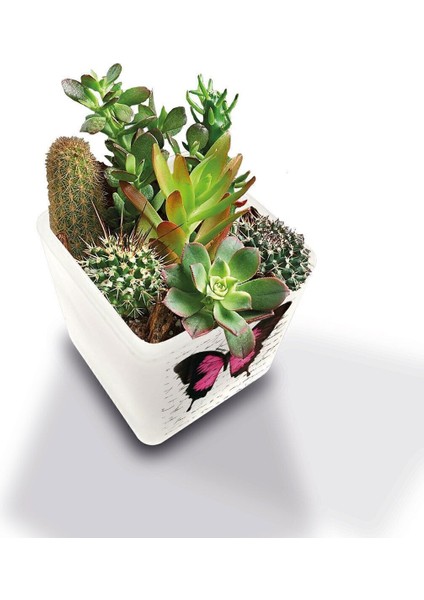 Luxury Dekoratif Buzlu Cam Mumluk Kelebek Desen 8x8 cm (2 Adet) 1 Adet modelleri