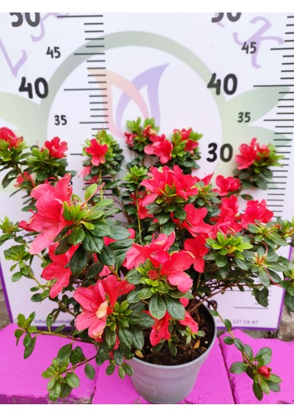 Kırmızı Açelya (Azalea) - Renkli ve Göz Alıcı Çiçekli Bitki 30-40 cm