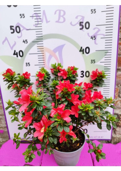 Kırmızı Açelya (Azalea) - Renkli ve Göz Alıcı Çiçekli Bitki 30-40 cm