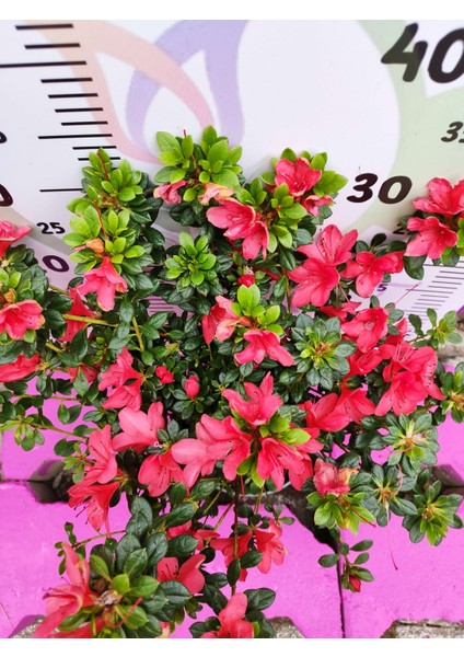 Kırmızı Açelya (Azalea) - Renkli ve Göz Alıcı Çiçekli Bitki 30-40 cm