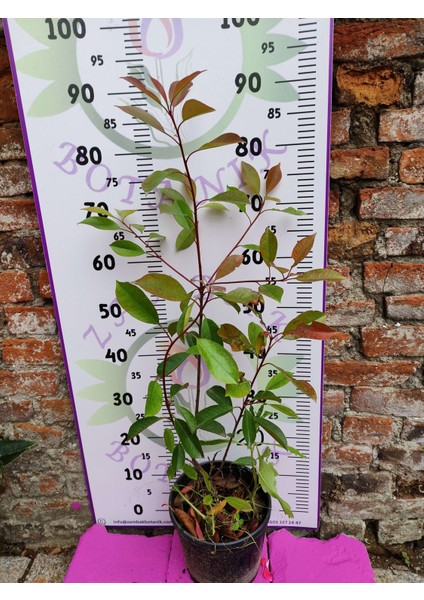 Alev Çalısı (Photinia Serratifolia) - Renkli ve Dayanıklı Peyzaj Bitkisi