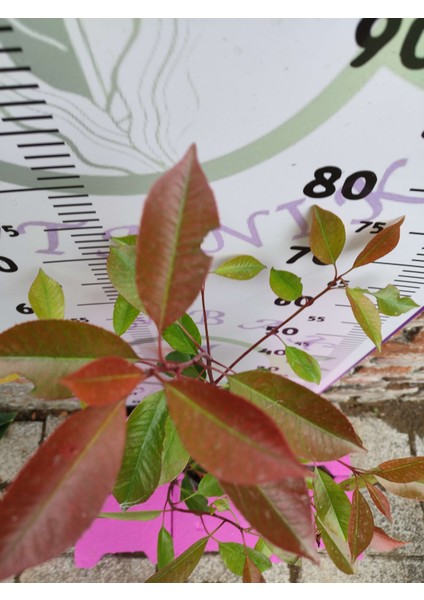 Alev Çalısı (Photinia Serratifolia) - Renkli ve Dayanıklı Peyzaj Bitkisi