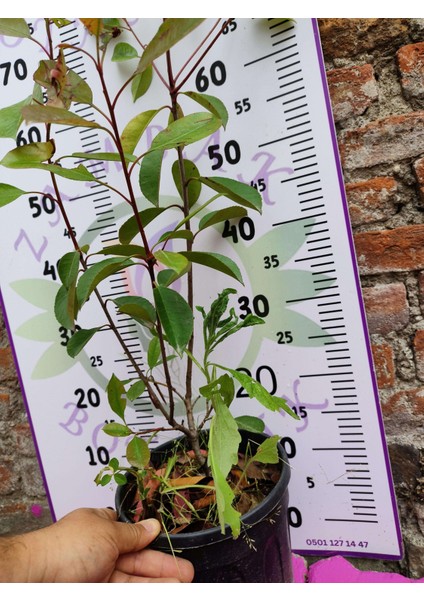 Alev Çalısı (Photinia Serratifolia) - Renkli ve Dayanıklı Peyzaj Bitkisi