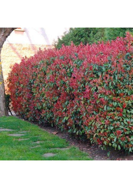 Alev Çalısı (Photinia Serratifolia) - Renkli ve Dayanıklı Peyzaj Bitkisi