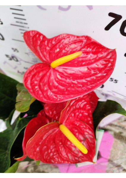 Anturium Laceleaf - Şık ve Göz Alıcı Tropikal Çiçekli Bitki