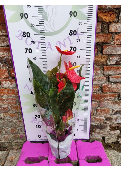 Anturium Laceleaf - Şık ve Göz Alıcı Tropikal Çiçekli Bitki fiyatları