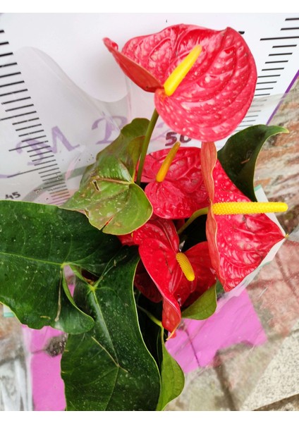 Anturium Laceleaf - Şık ve Göz Alıcı Tropikal Çiçekli Bitki modelleri