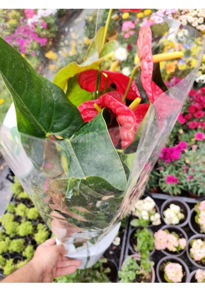 Anturium Laceleaf - Şık ve Göz Alıcı Tropikal Çiçekli Bitki fırsatları