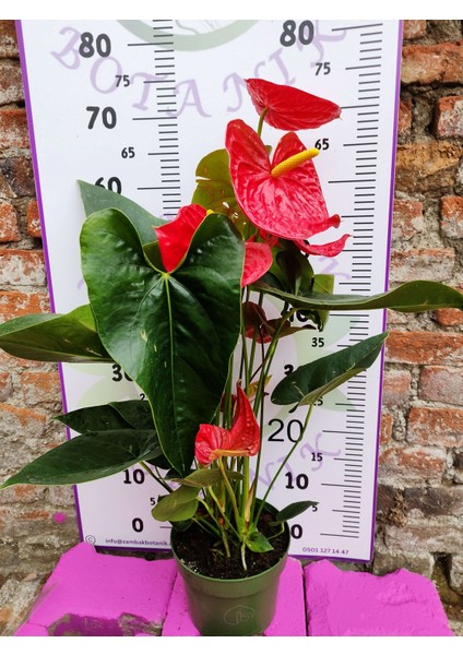 Anturium Laceleaf - Şık ve Göz Alıcı Tropikal Çiçekli Bitki indirimleri