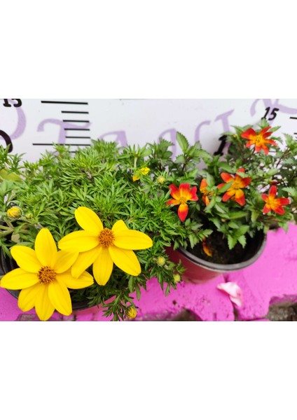 Yoğun Kokulu Sarı ve Kırmızı Bidens (2 Adet) - Asteraceae Ailesine Ait Çiçekli Bahçe Bitkisi