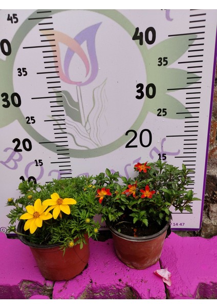 Yoğun Kokulu Sarı ve Kırmızı Bidens (2 Adet) - Asteraceae Ailesine Ait Çiçekli Bahçe Bitkisi