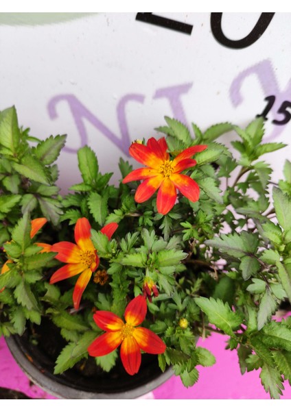 Yoğun Kokulu Sarı ve Kırmızı Bidens (2 Adet) - Asteraceae Ailesine Ait Çiçekli Bahçe Bitkisi