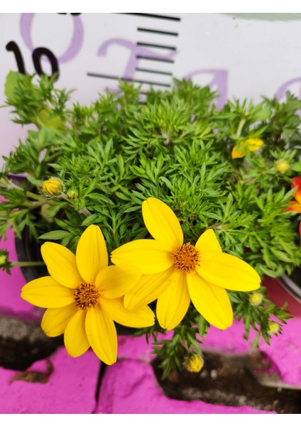 Yoğun Kokulu Sarı ve Kırmızı Bidens (2 Adet) - Asteraceae Ailesine Ait Çiçekli Bahçe Bitkisi