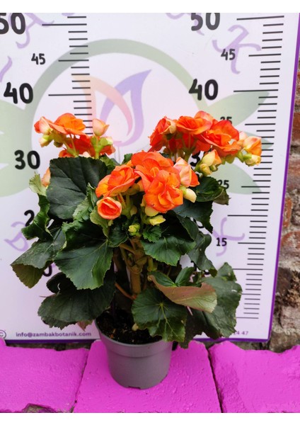 Turuncu Begonia Hiemalis - Göz Alıcı ve Renkli Sezonluk Süs Bitkisi (Çok Yıllık) fiyatları