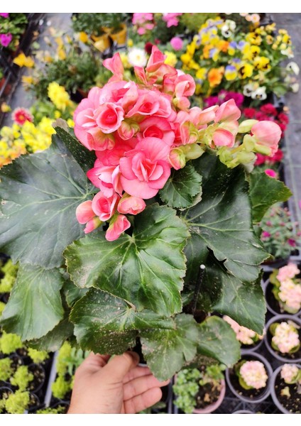 Pembe Begonia Hiemalis - Renkli ve Göz Alıcı Sezonluk Çok Yıllık Iç Mekan Bitkisi