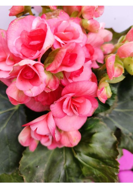 Pembe Begonia Hiemalis - Renkli ve Göz Alıcı Sezonluk Çok Yıllık Iç Mekan Bitkisi fiyatları