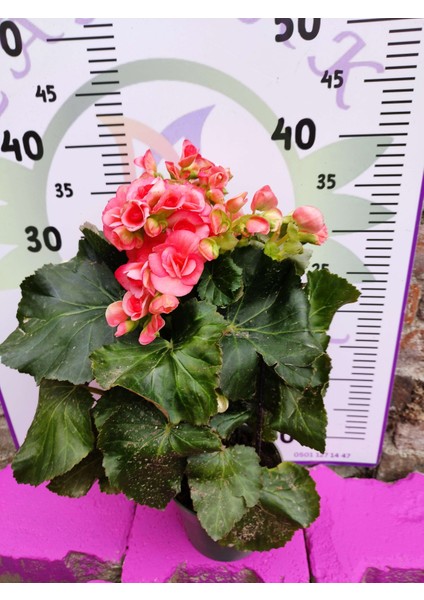 Pembe Begonia Hiemalis - Renkli ve Göz Alıcı Sezonluk Çok Yıllık Iç Mekan Bitkisi modelleri