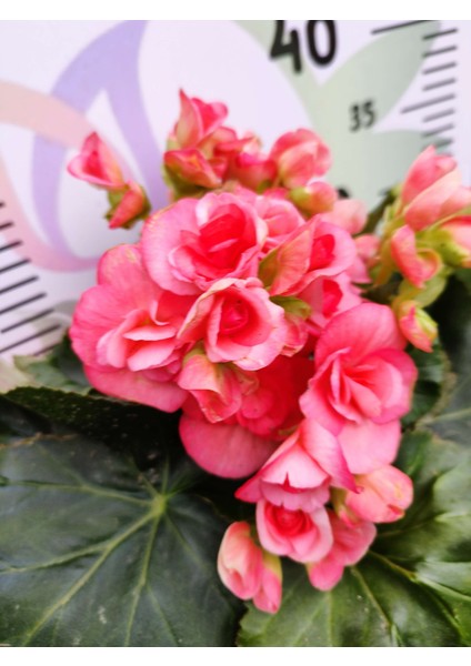 Pembe Begonia Hiemalis - Renkli ve Göz Alıcı Sezonluk Çok Yıllık Iç Mekan Bitkisi fırsatları