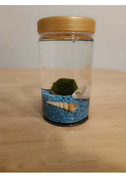 Luxury Şans Getiren Marimo Mossball Canlı Japon Şans Yosun Topu Teraryumu (17*10CM,800ML.) 1 Adet