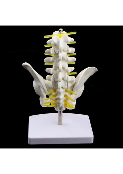 18CM I Havzası + 5 Vertebrères Model Eğitici Oyuncak (Yurt Dışından)