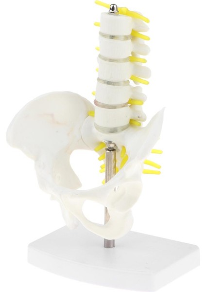 I Mini Pelvis +5 I Tabanlı Öğ (Yurt Dışından)