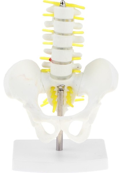 I Mini Pelvis +5 I Tabanlı Öğ (Yurt Dışından) fiyatları