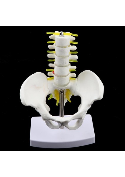 I Mini Pelvis +5 I Tabanlı Öğ (Yurt Dışından) modelleri