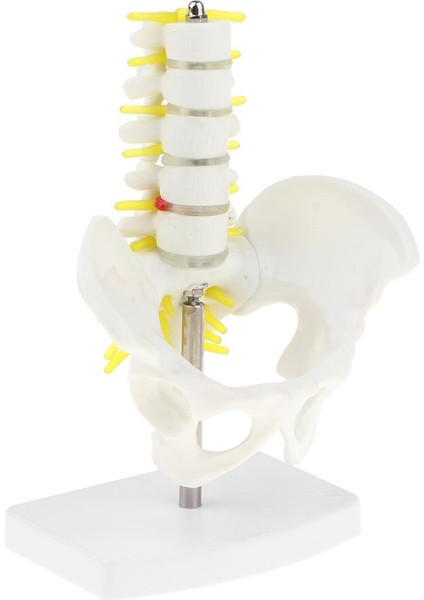 I Mini Pelvis +5 I Tabanlı Öğ (Yurt Dışından) indirimleri