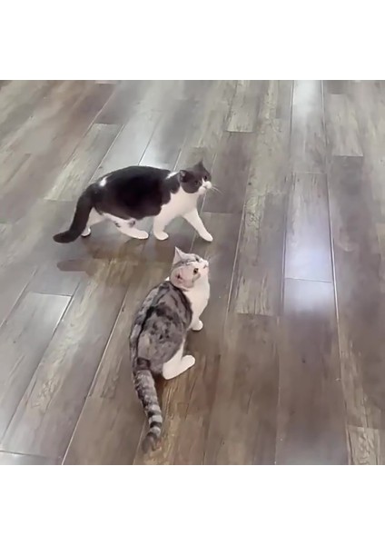 Luxury Gerçekçi Kuş Sesi ile Interaktif Peluş Kuş, Kedi Oyuncağı Tüylü Ipli Kedi Oyuncakları 1 Adet